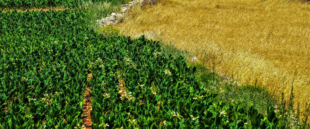Agricultural Consultancy & Planning