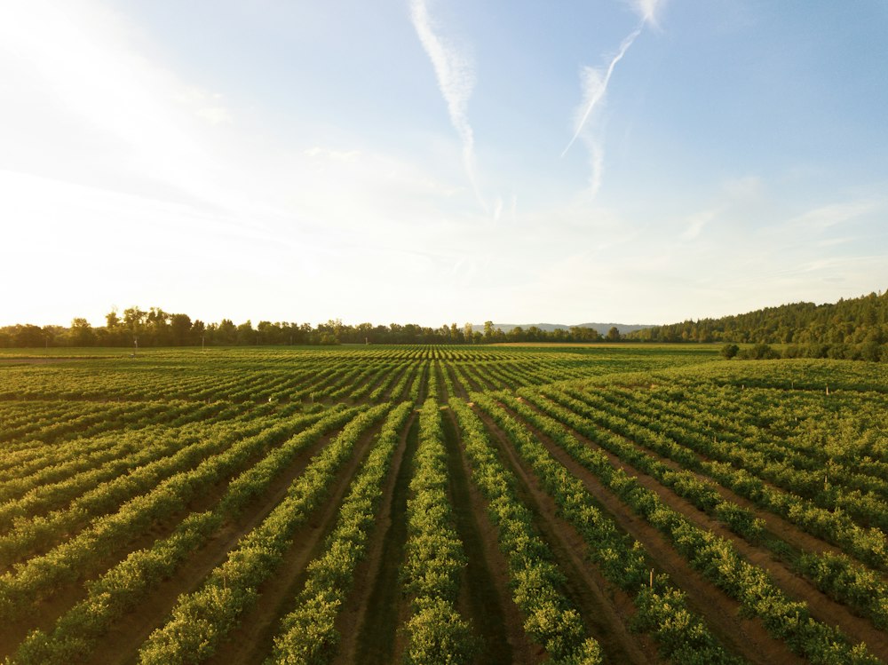Digital & Precision Agriculture Systems