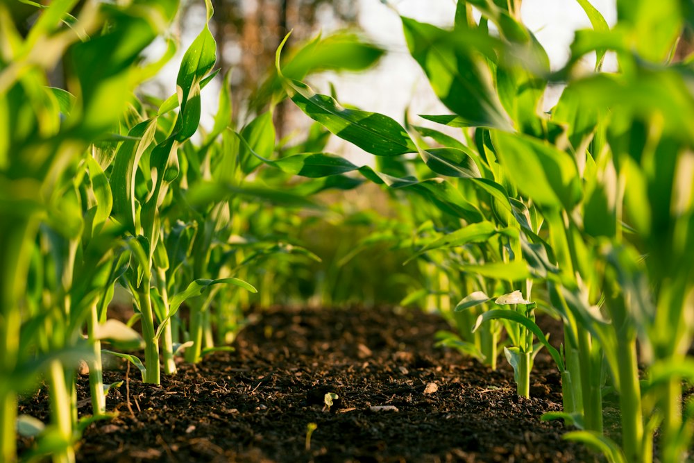 Field Services & Agricultural Capacity Building
